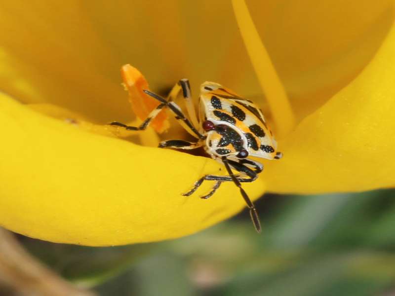 Pentatomidae: Eurydema ornata della Calabria (CZ)